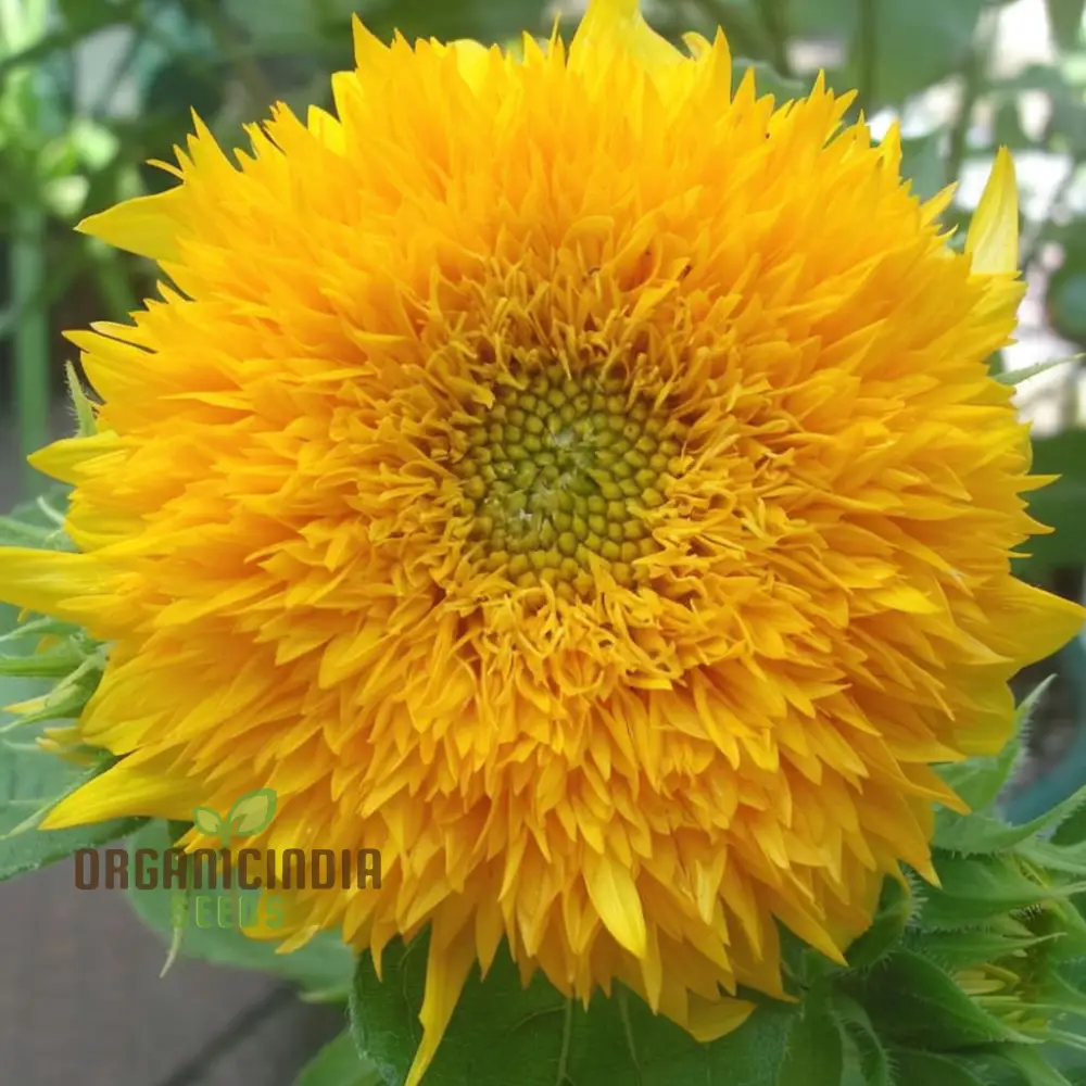 Teddy Bear Sunflower Seeds - Fluffy, Golden Blooms for Delightful Garden Displays - Image 4