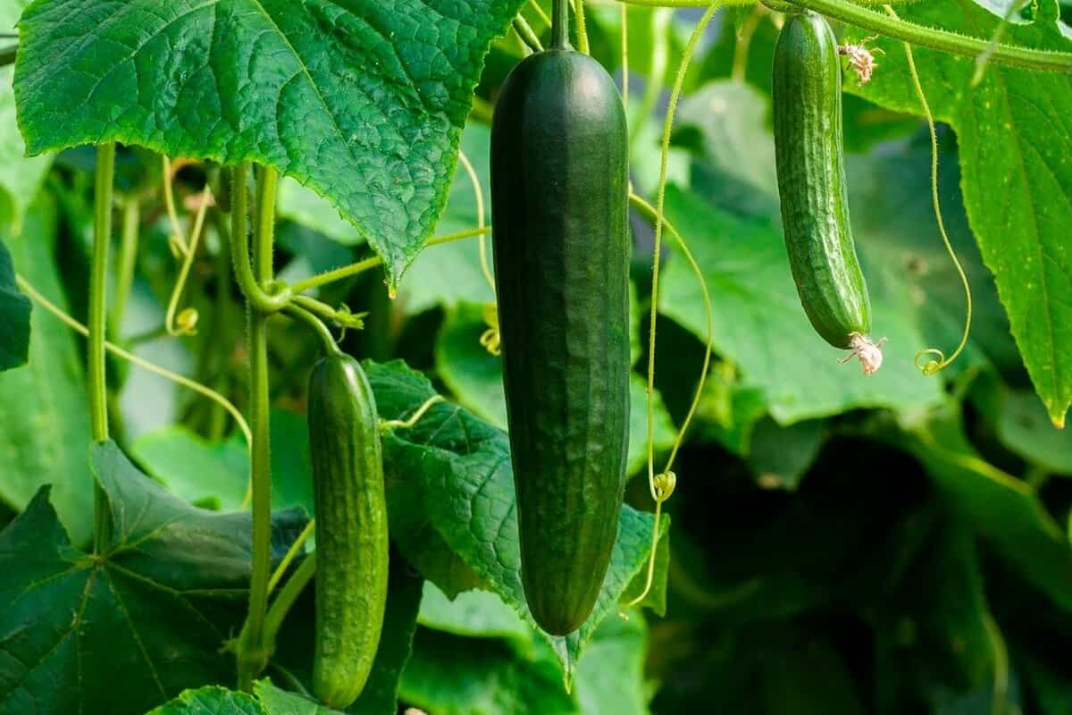 Tendergreen Cucumber Seeds – High-Yield, Smooth Skin, Heirloom Variety - Image 3