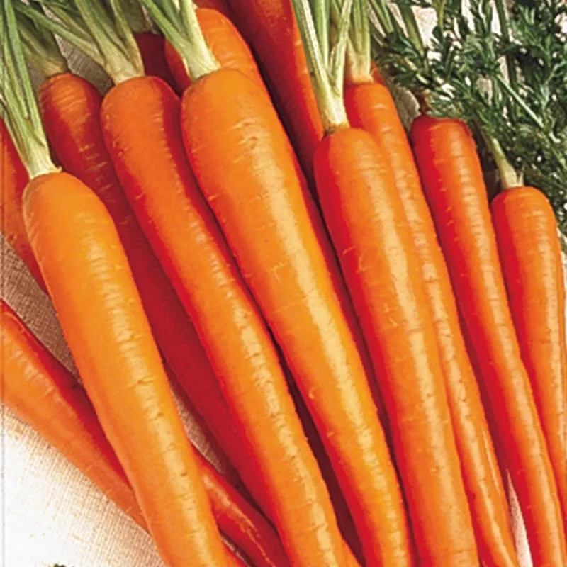 Tendersweet Carrot Seeds β Heirloom, Sweet & Crisp - Grow Fresh Carrots - Image 2