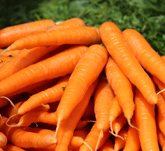Tendersweet Carrot Seeds β Heirloom, Sweet & Crisp - Grow Fresh Carrots - Image 4