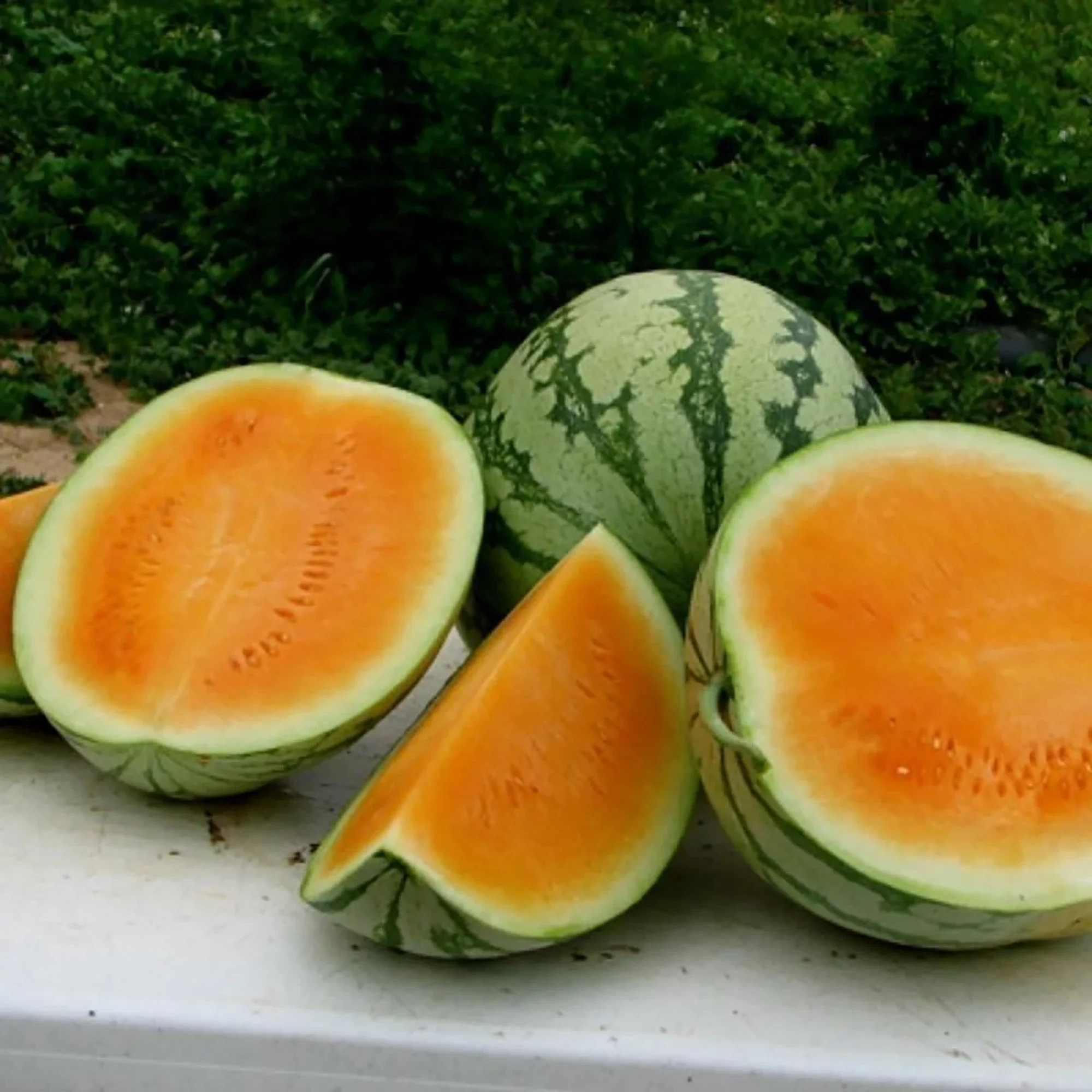 Tendersweet Orange Watermelon Seeds