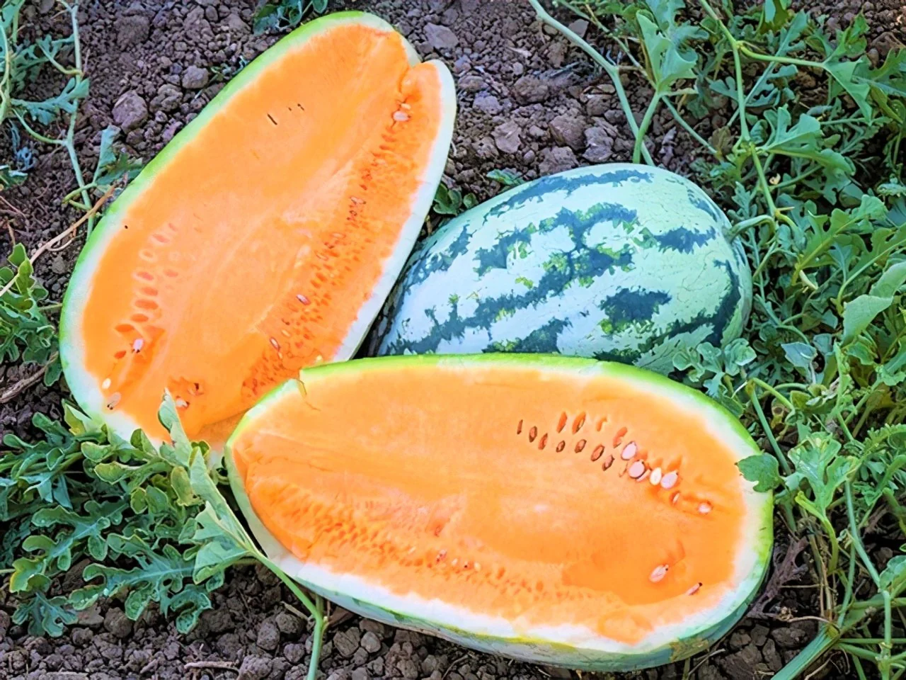 Tendersweet Orange Watermelon Seeds - Image 3
