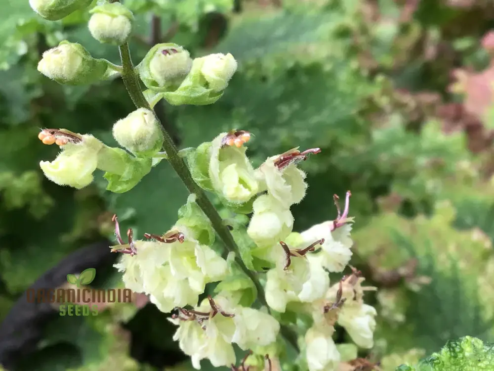 Teucrium Scorodonia Crispum Seeds – Cultivate Beauty and Diversity in Your Garden