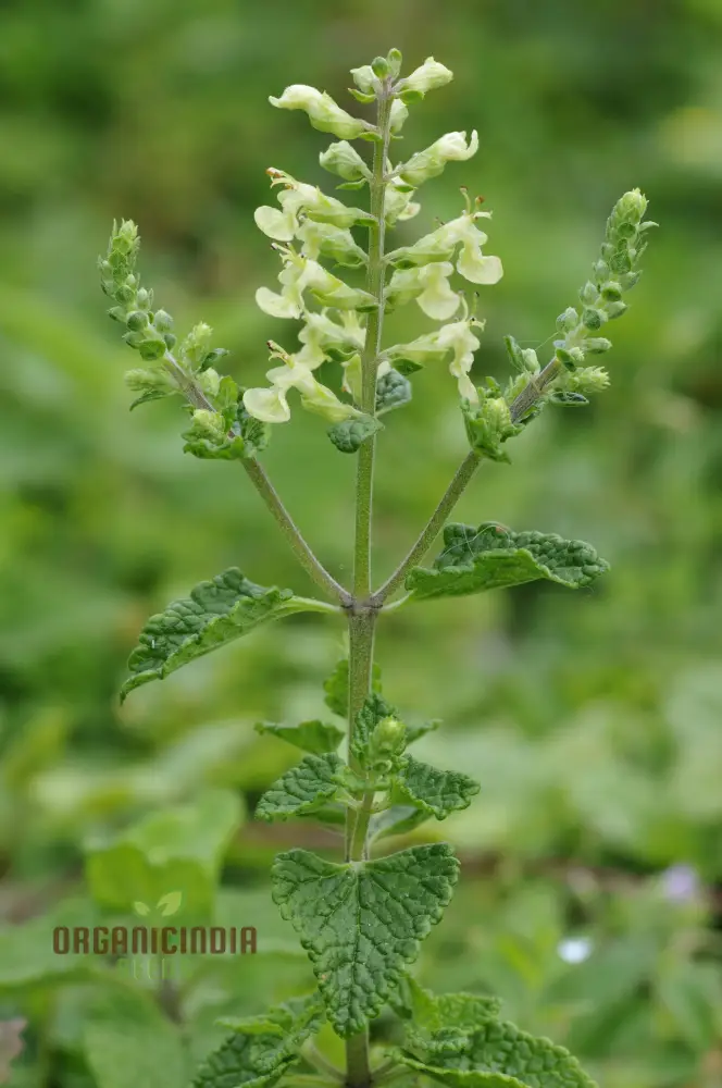 Teucrium Scorodonia Crispum Seeds – Cultivate Beauty and Diversity in Your Garden - Image 3
