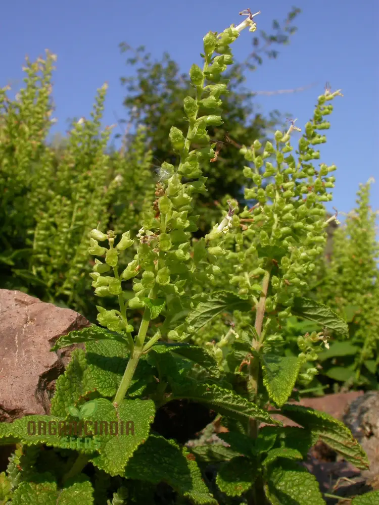 Teucrium Scorodonia Crispum Seeds – Cultivate Beauty and Diversity in Your Garden - Image 4