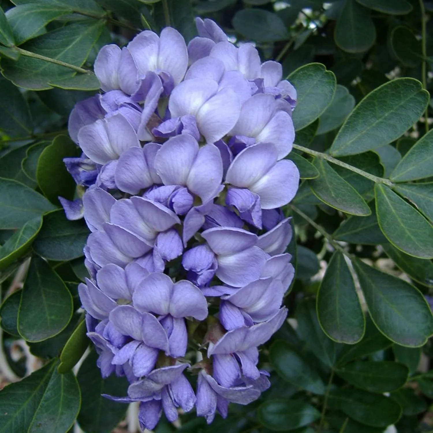 Texas Mountain Laurel Tree Seeds – Sophora secundiflora Evergreen
