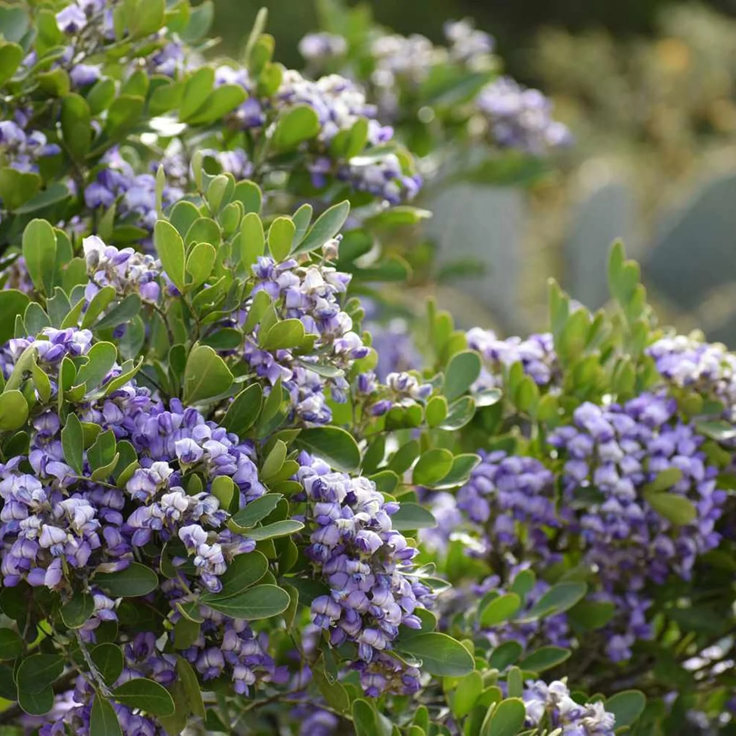 Texas Mountain Laurel Tree Seeds – Sophora secundiflora Evergreen - Image 5