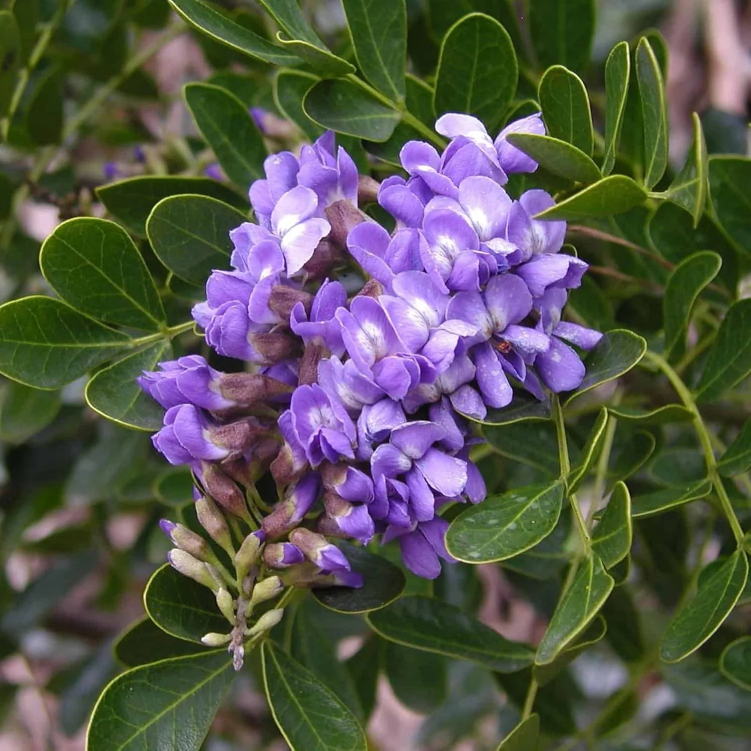 Texas Mountain Laurel Tree Seeds – Sophora secundiflora Evergreen - Image 7