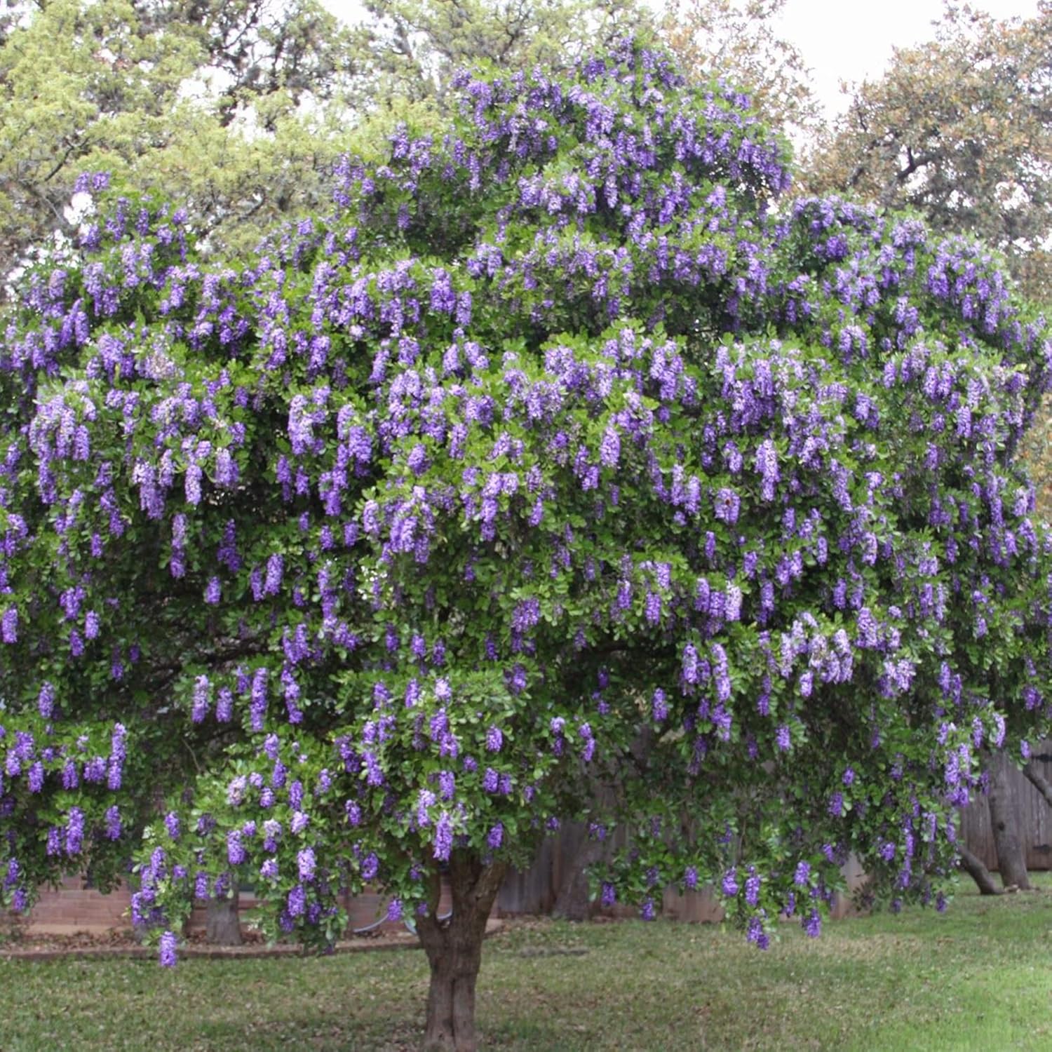 Texas Mountain Laurel Tree Seeds – Sophora secundiflora Evergreen - Image 8