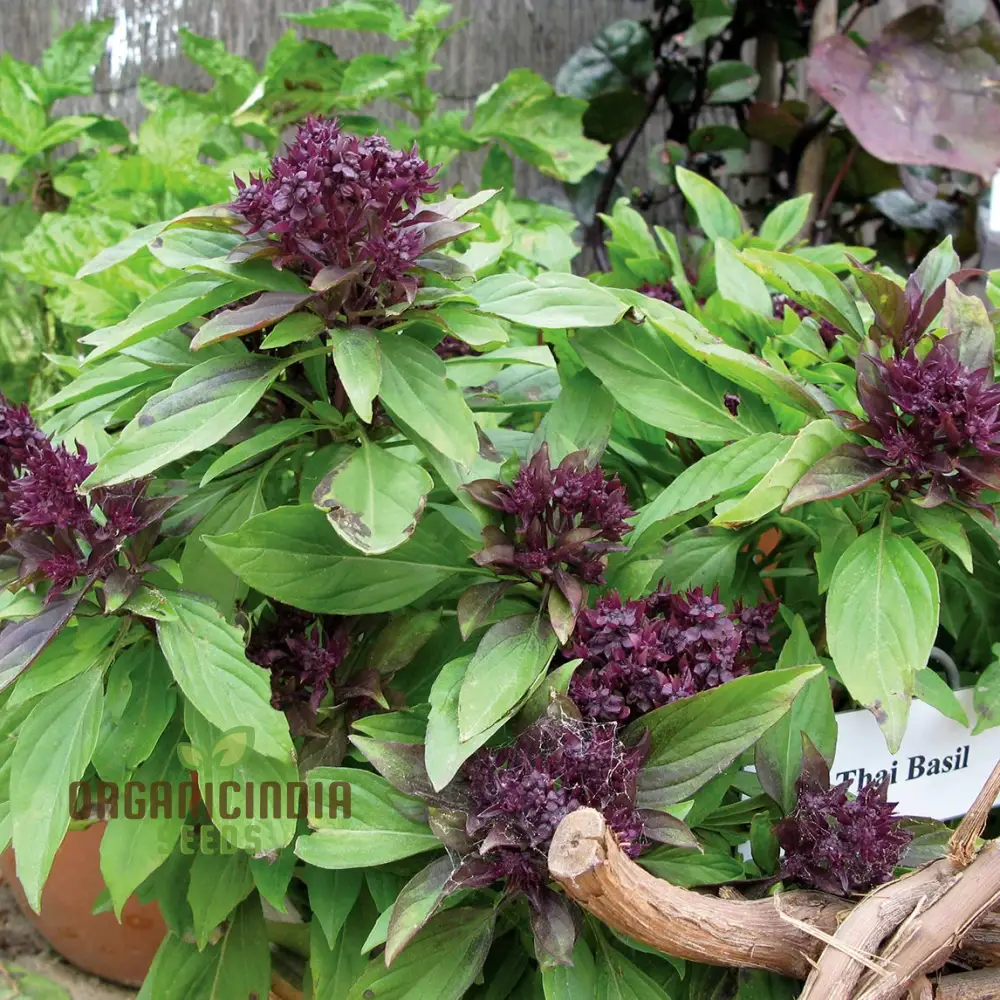 Thai Basil Seeds – Aromatic Variety for Gardening & Culinary Use