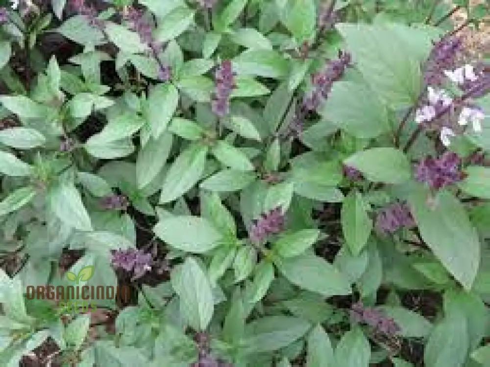 Thai Basil Seeds – Aromatic Variety for Gardening & Culinary Use - Image 3