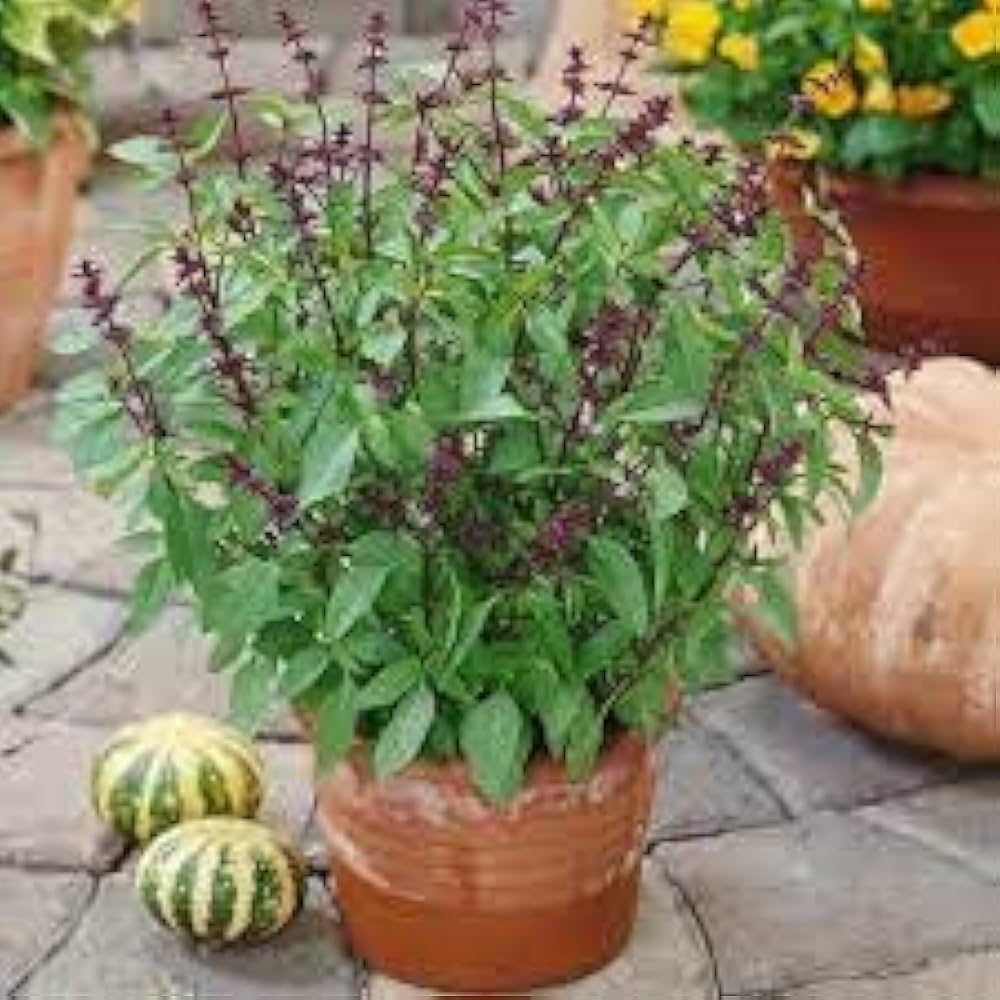 Thai Basil Seeds – Aromatic, Heirloom Non-GMO Herb for Culinary & Garden Use