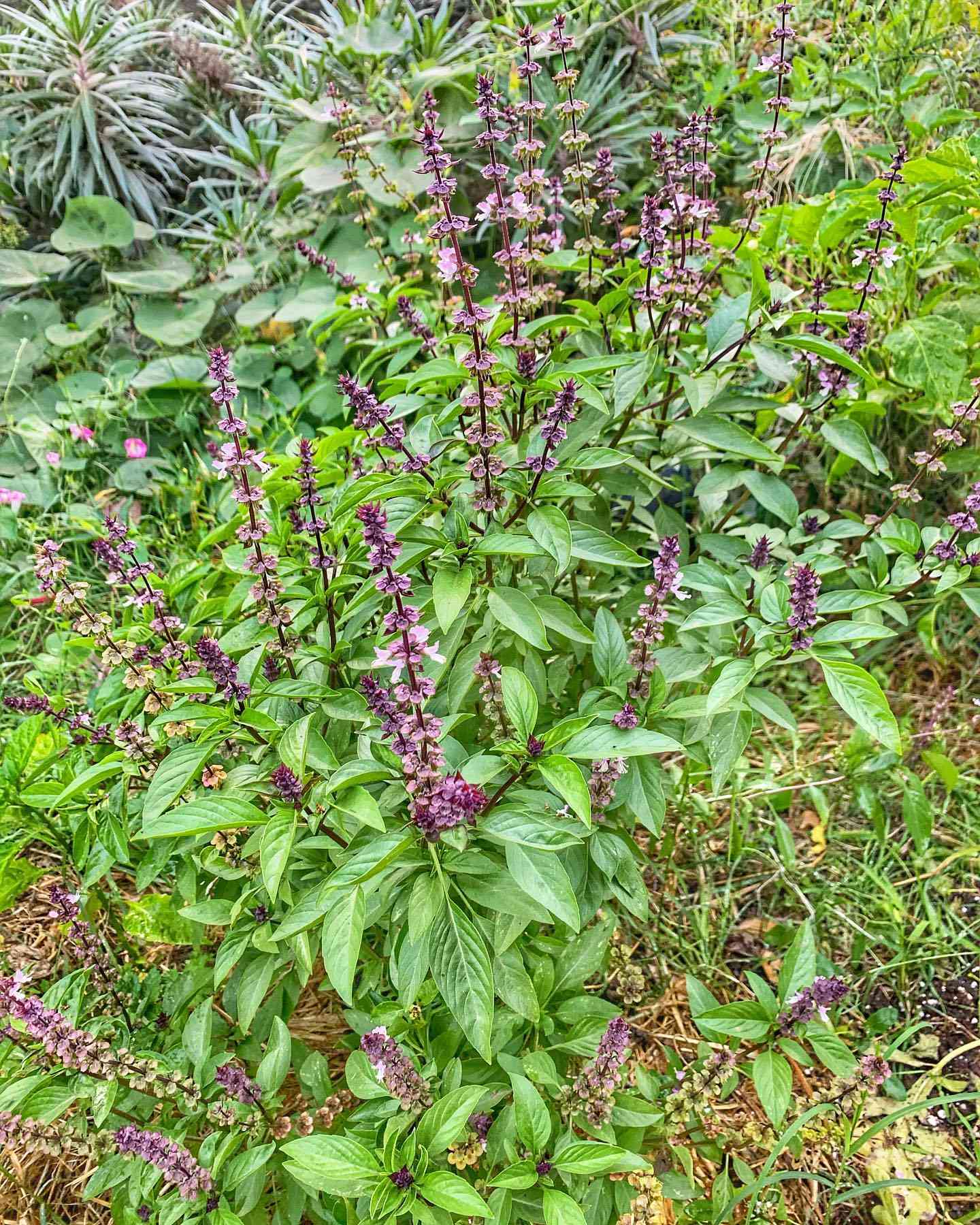 Thai Basil Seeds – Aromatic, Heirloom Non-GMO Herb for Culinary & Garden Use - Image 2