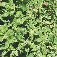 Thai Basil Seeds – Aromatic, Heirloom Non-GMO Herb for Culinary & Garden Use - Image 3