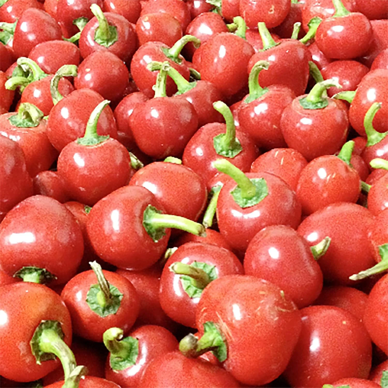 Thai Bird's Eye Chili Pepper Seeds - Fast-Growing, GMO-Free for Outdoor Vegetable Gardens - 100 Pcs - Image 5
