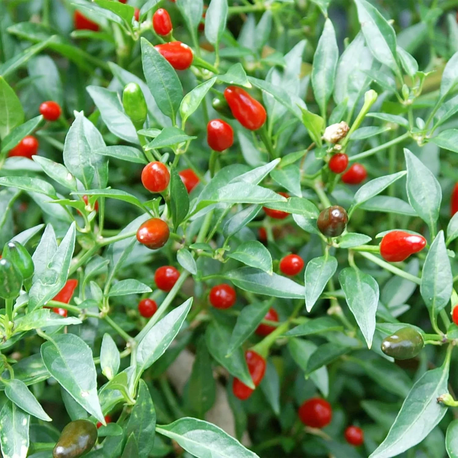 Thai Bird's Eye Chili Pepper Seeds - Fast-Growing, GMO-Free for Outdoor Vegetable Gardens - 100 Pcs - Image 6
