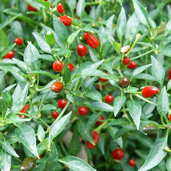 Thai Bird's Eye Chili Peppers Seeds for Planting - Image 5