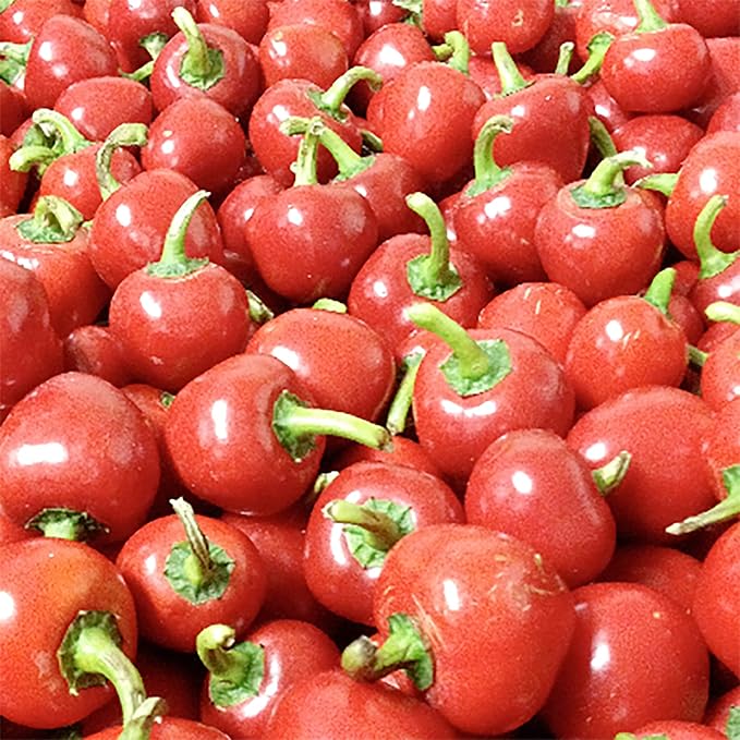 Thai Bird's Eye Chili Peppers Seeds for Planting - Image 6
