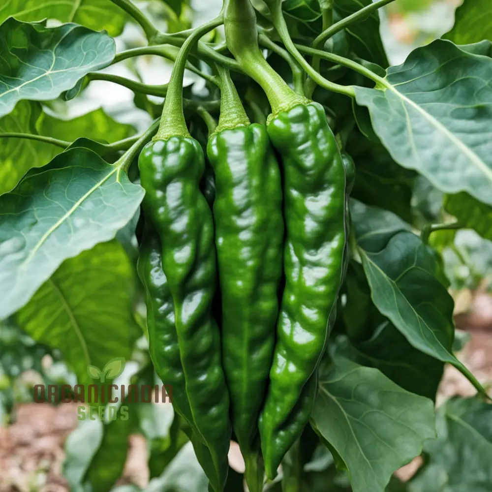Thai Dragon Heirloom Chili Pepper Seeds, High-quality Pepper Seeds For Planting - Image 3