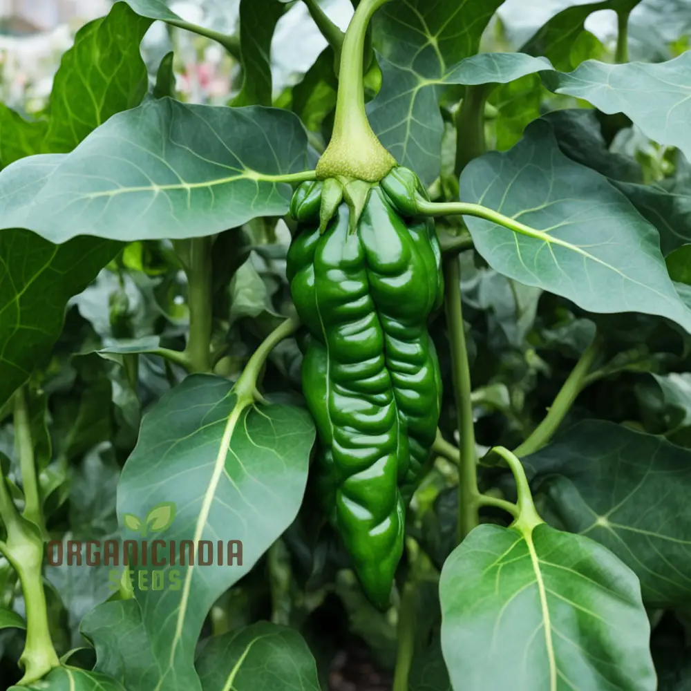 Thai Dragon Heirloom Chili Pepper Seeds, High-quality Pepper Seeds For Planting - Image 4
