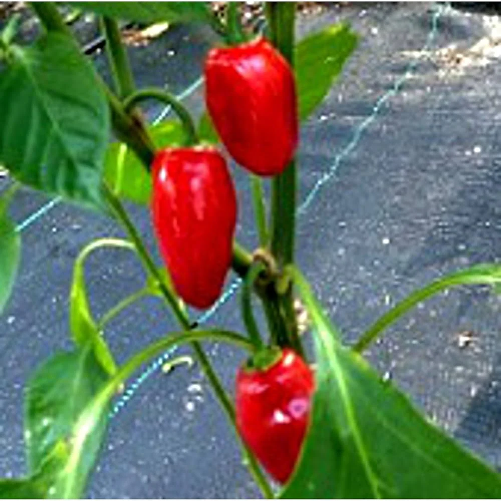 Thai Dragon Heirloom Chili Pepper Seeds, High-quality Pepper Seeds For Planting - Image 5