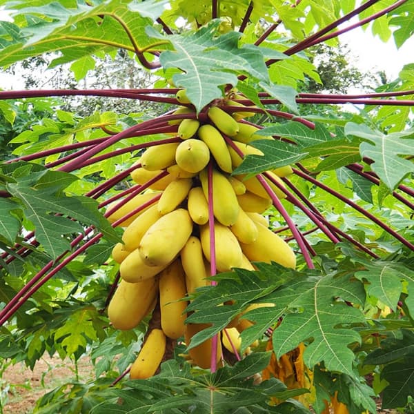 Thai Dwarf Papaya Fruit Seeds for Planting, Growing Delicious and Compact Papayas in Your Garden