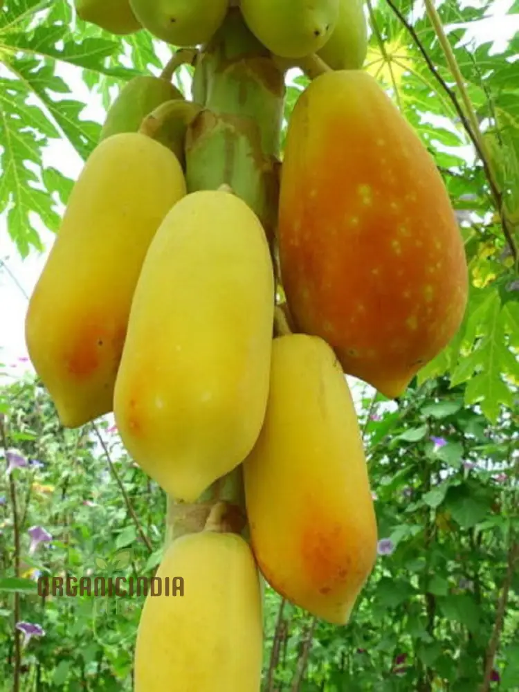Thai Dwarf Papaya Fruit Seeds for Planting, Growing Delicious and Compact Papayas in Your Garden - Image 3