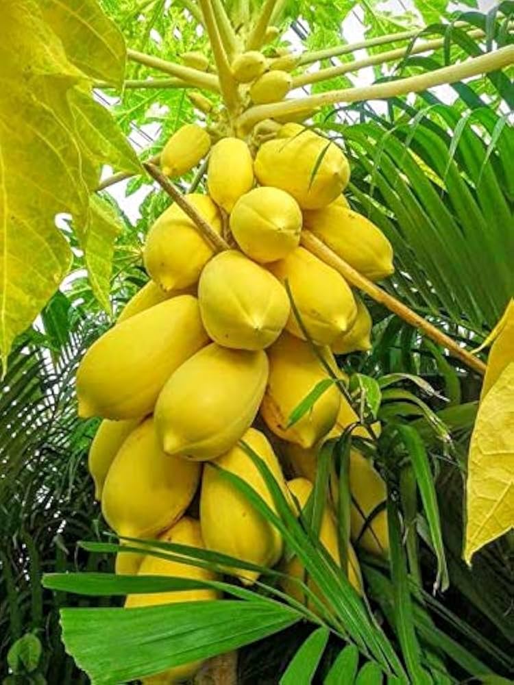 Thai Dwarf Papaya Fruit Seeds for Planting, Growing Delicious and Compact Papayas in Your Garden - Image 4