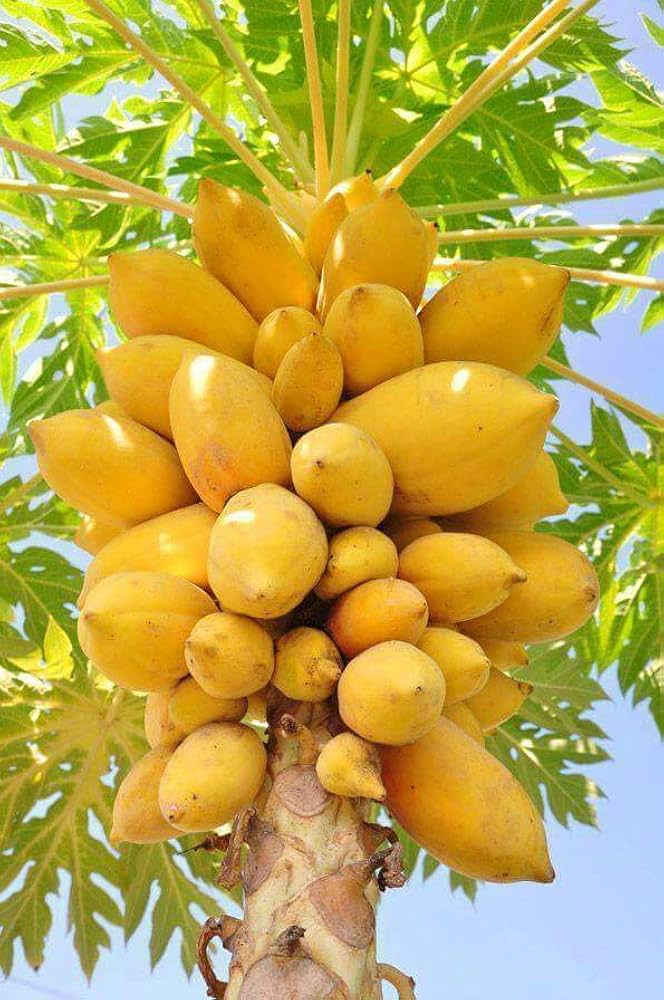 Thai Dwarf Papaya Fruit Seeds for Planting, Growing Delicious and Compact Papayas in Your Garden - Image 5
