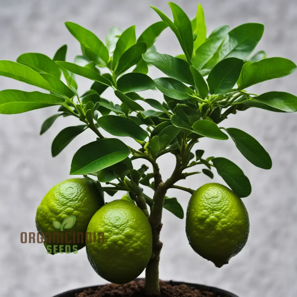 Thai Kaffir Lime Seeds for Planting - 100 pcs