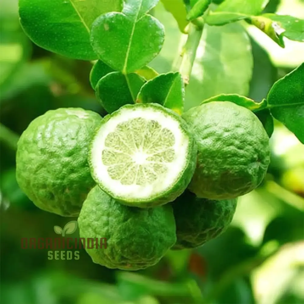 Thai Kaffir Lime Seeds for Planting - 100 pcs - Image 3