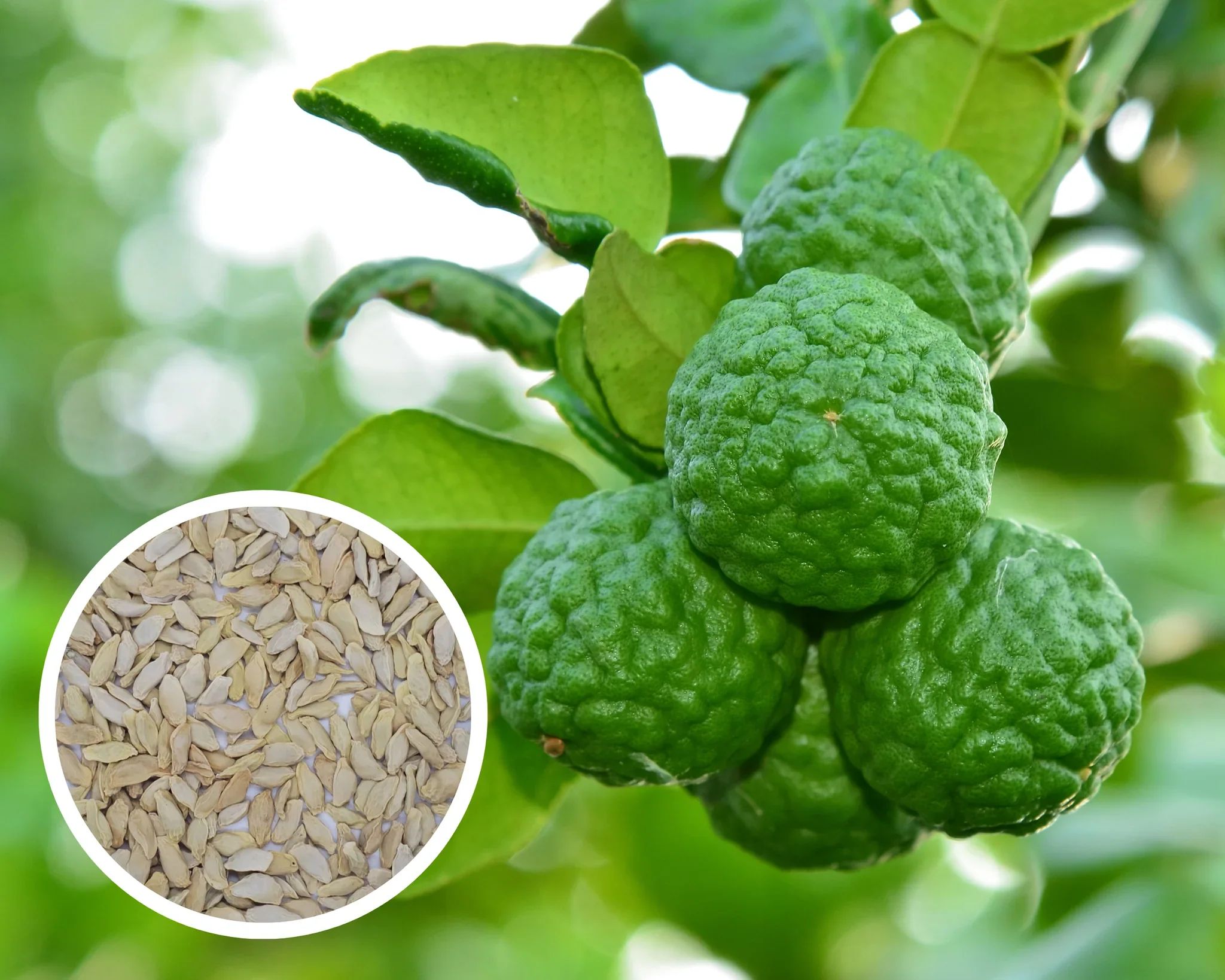 Thai Kaffir Lime Seeds for Planting - 100 pcs - Image 4