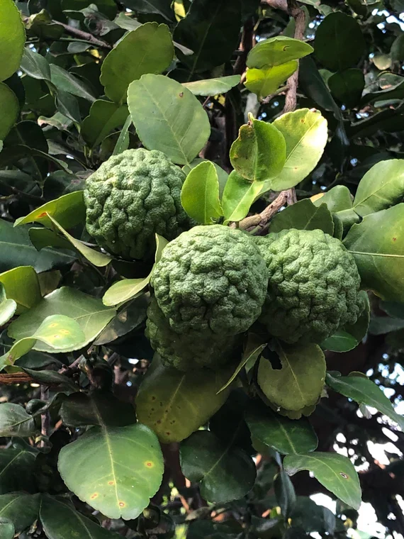 Thai Kaffir Lime Seeds for Planting - 100 pcs - Image 5