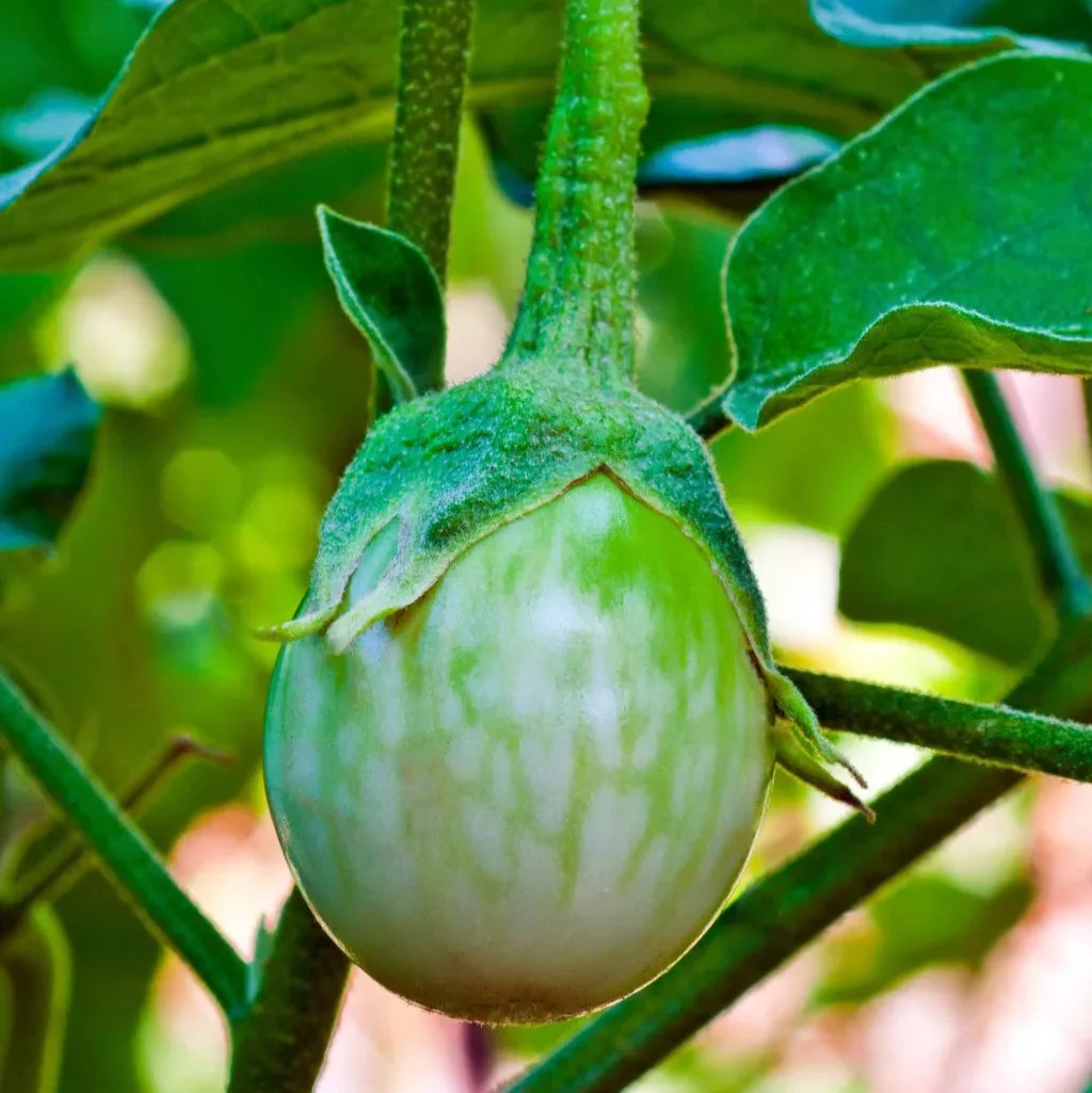Thai Round Eggplant Seeds – Heirloom Non-GMO Annual Garden Vegetable for Home Growing - Image 3