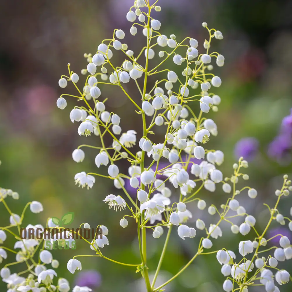 Thalictrum Delavayi Blizzard Seeds – White Meadow Rue - Image 3