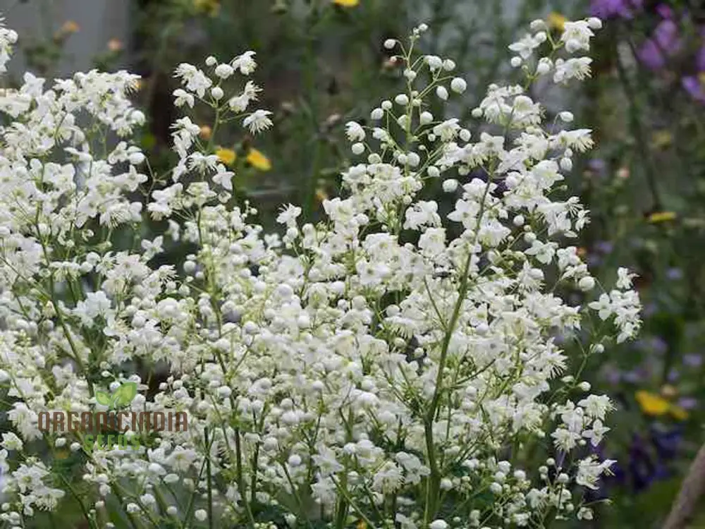 Thalictrum Delavayi Blizzard Seeds – White Meadow Rue - Image 4