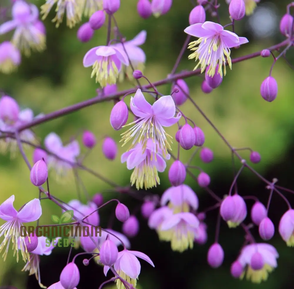 Thalictrum Seeds (Thalictrum Delavayi Seeds) - Premium Seeds for Stunning Elegant Blooms