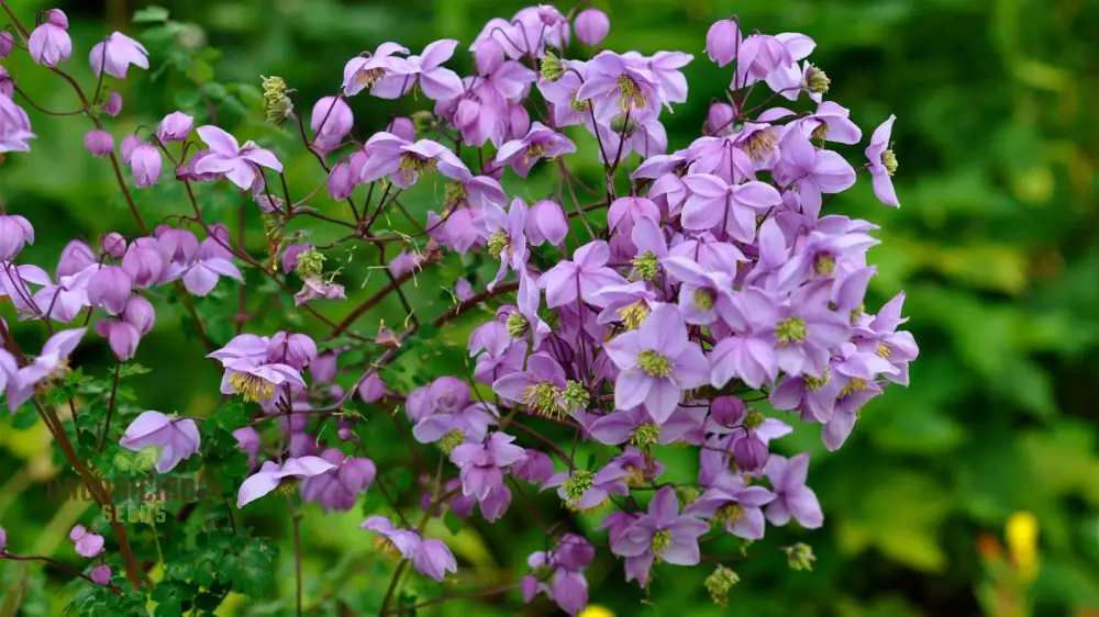 Thalictrum Seeds (Thalictrum Delavayi Seeds) - Premium Seeds for Stunning Elegant Blooms - Image 3