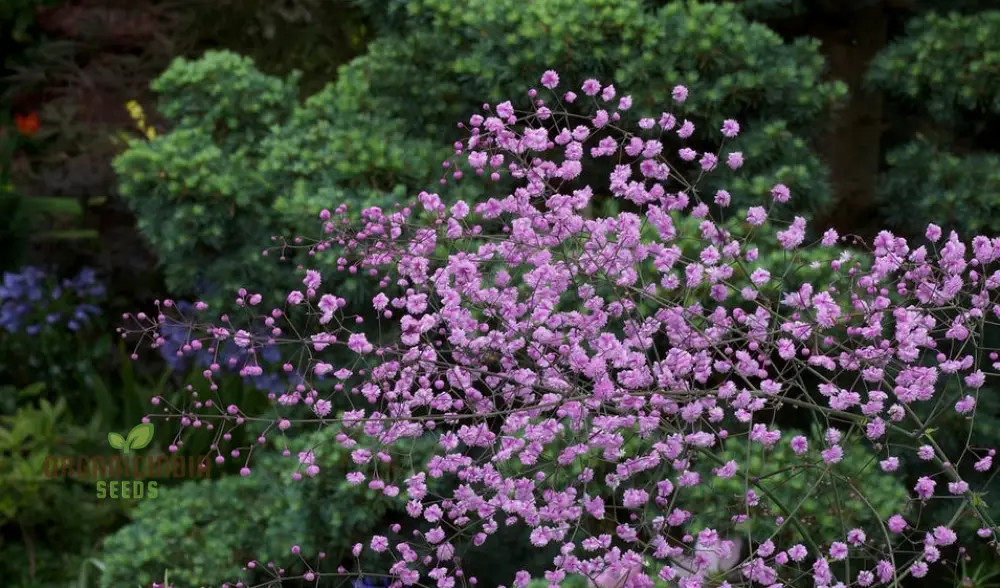 Thalictrum Seeds (Thalictrum Delavayi Seeds) - Premium Seeds for Stunning Elegant Blooms - Image 4