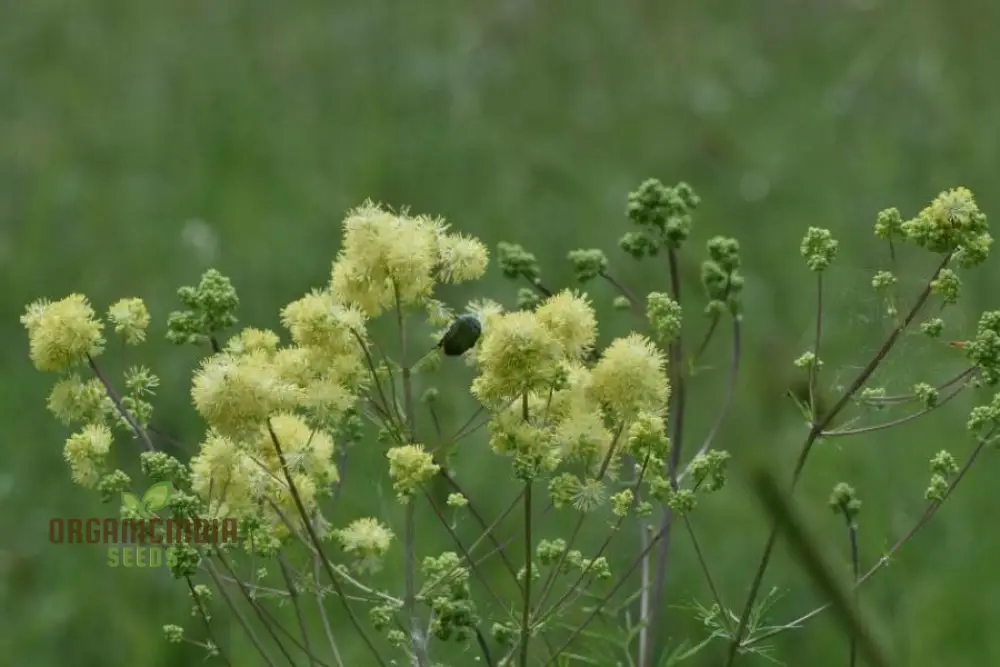 Thalictrum Flavum Seeds - Premium Quality Gardening Seeds for Vibrant Yellow Blooms - Ideal for Expert Gardeners - Image 3