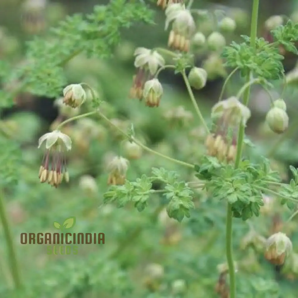 Thalictrum Isopyroides Seeds for Gardening Enthusiasts - Premium Quality Seeds for a Stunning Garden Display