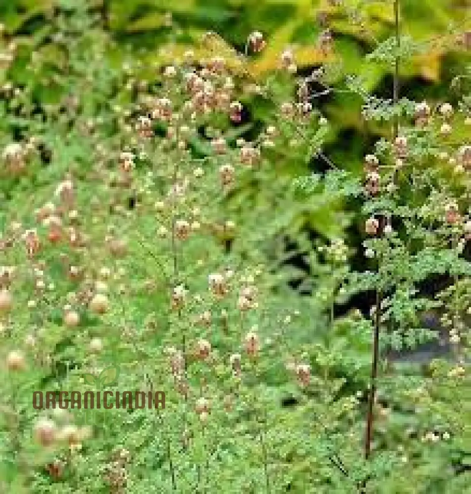 Thalictrum Isopyroides Seeds for Gardening Enthusiasts - Premium Quality Seeds for a Stunning Garden Display - Image 2