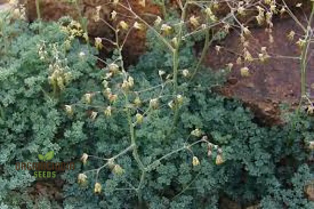 Thalictrum Isopyroides Seeds for Gardening Enthusiasts - Premium Quality Seeds for a Stunning Garden Display - Image 3