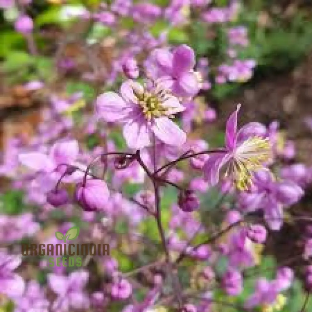 Thalictrum Rochebrunianum Seeds – Meadow Rue Perennial