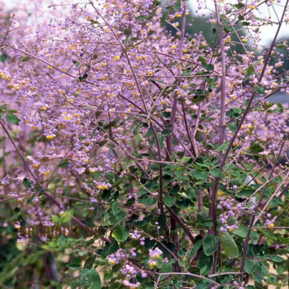 Thalictrum Rochebrunianum Seeds – Meadow Rue Perennial - Image 3