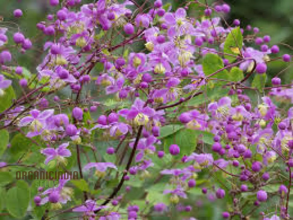 Thalictrum Rochebrunianum Seeds – Meadow Rue Perennial - Image 4