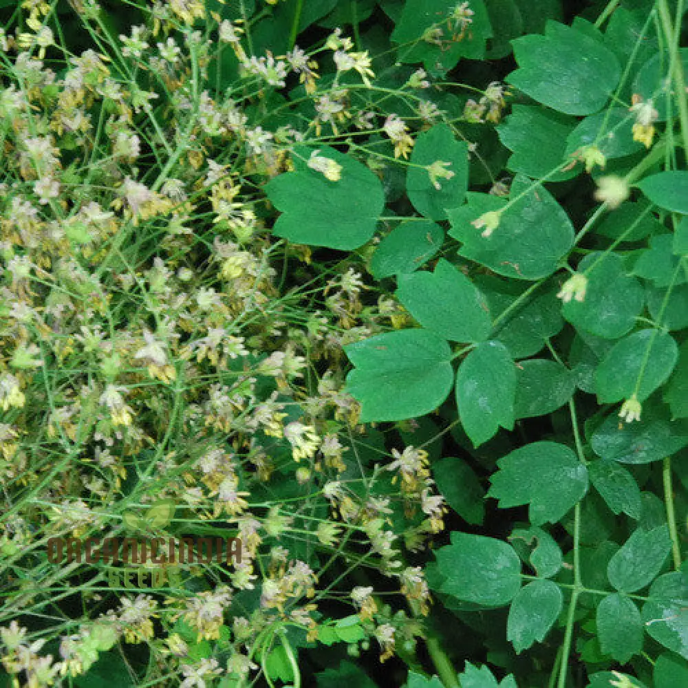 Thalictrum Uchiyamae Seeds for Gardening - Unique and Rare Flower Seeds for Your Garden - High-Quality Thalictrum Uchiyamae Seeds for Enthusiastic Gardeners