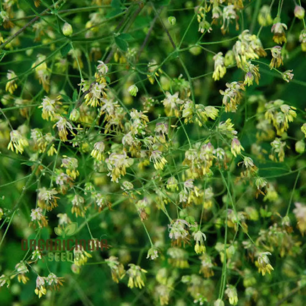 Thalictrum Uchiyamae Seeds for Gardening - Unique and Rare Flower Seeds for Your Garden - High-Quality Thalictrum Uchiyamae Seeds for Enthusiastic Gardeners - Image 3