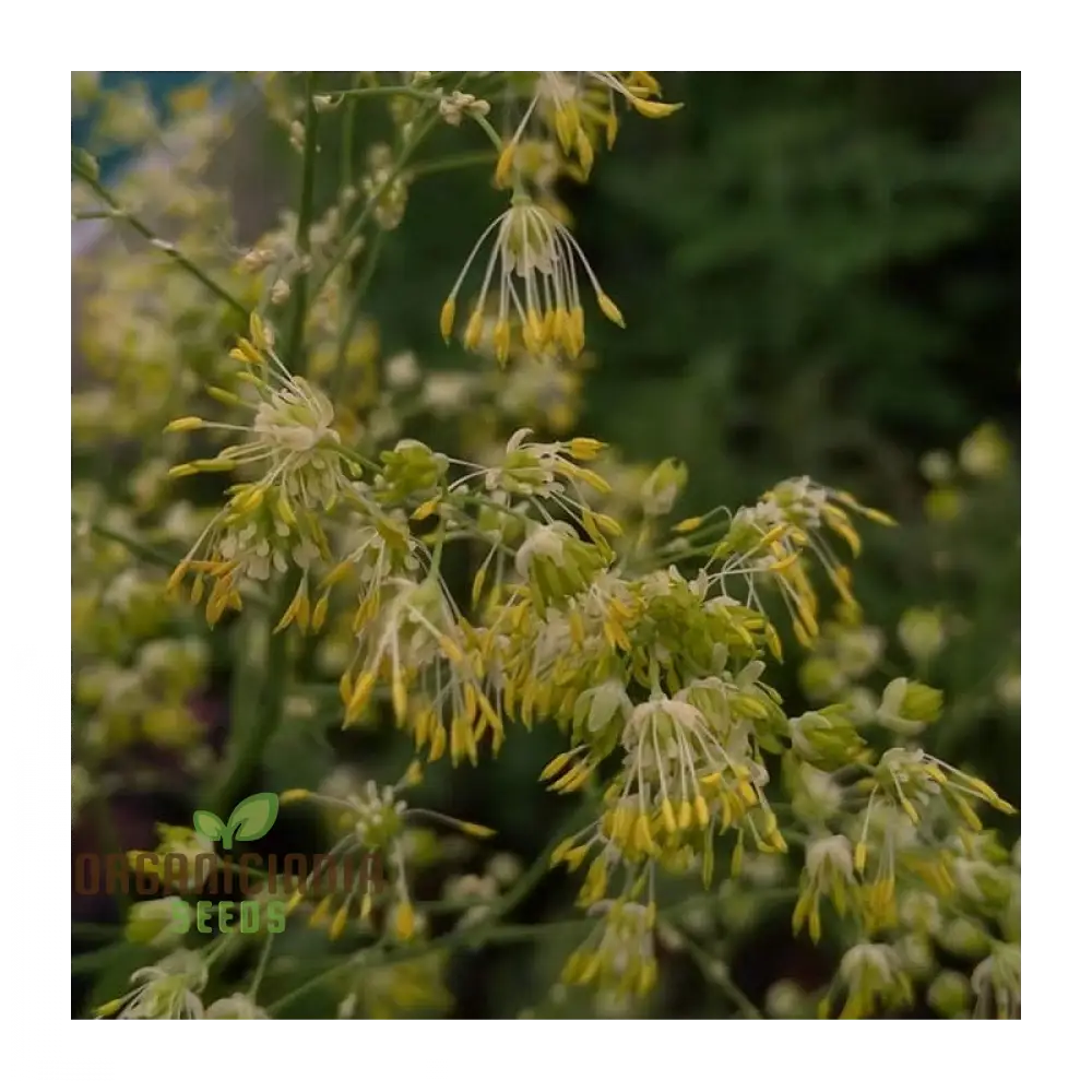 Thalictrum Uchiyamae Seeds for Gardening - Unique and Rare Flower Seeds for Your Garden - High-Quality Thalictrum Uchiyamae Seeds for Enthusiastic Gardeners - Image 4