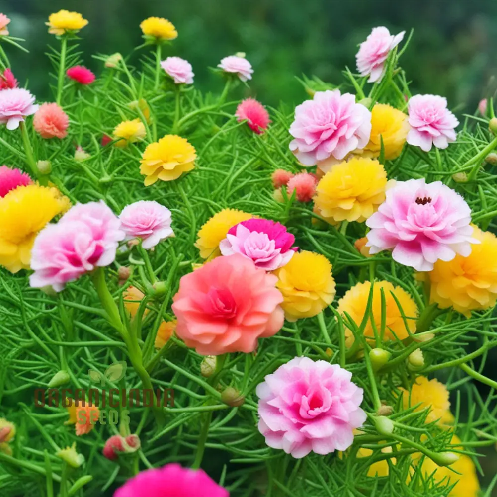 Moss Rose Portola Turquoise Seeds – Drought-Tolerant Ground Cover for Gardens